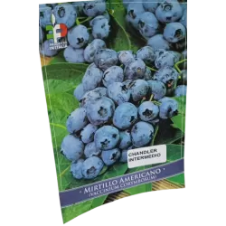 Vaccinium corymbosum CHANDLER