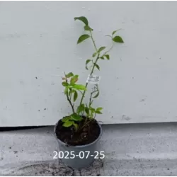 Vaccinium corymbosum CHANDLER