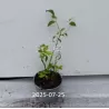 Aukštoji šilauogė (vid. vėl. - vėlyva) - Vaccinium corymbosum CHANDLER