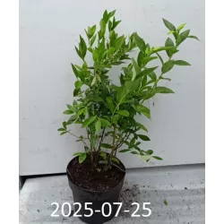 Aukštoji šilauogė (vid. vėl.) - Vaccinium corymbosum RUBEL