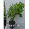 Aukštoji šilauogė (ankstyva - vid.vėl.) - Vaccinium corymbosum PATRIOT