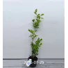 Aukštoji šilauogė (ankstyva - vid.vėl.) - Vaccinium corymbosum PATRIOT