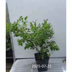 Highbush Blueberry - Vaccinium corymbosum POLARIS