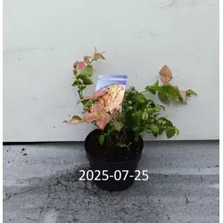 Aukštųjų šilauogių Northland sodinukai su pristatymu į namus