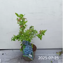 Highbush Blueberry - Vaccinium corymbosum BLUERAY