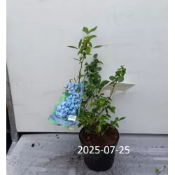 Aukštoji šilauogė (l. ankstyva) - Vaccinium corymbosum BLUETTA