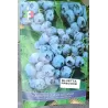 Blueberry - Vaccinium corymbosum BLUETTA
