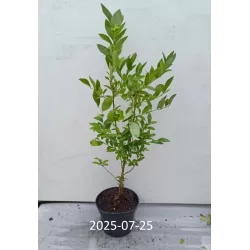 Aukštoji šilauogė (vid. vėl. - vėlyva) - Vaccinium corymbosum CONCORD