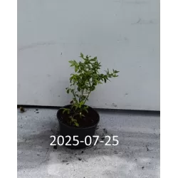 Vaccinium angustifolium TOPHAT