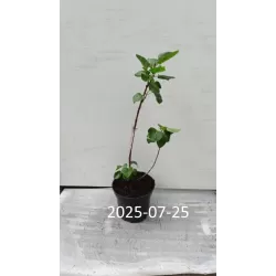 Medžiai ir krūmai internetu su pristatymu į namus visoje Lietuvoje