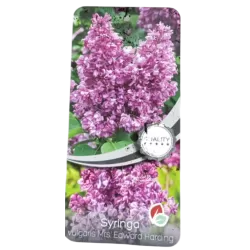 Medžiai ir krūmai internetu su pristatymu į namus visoje Lietuvoje