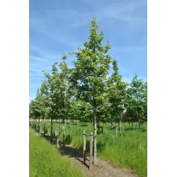 Hibridinė (pilkažievė x pūkuotoji) gudobelė - Crataegus lavallei CARRIEREI