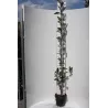 Hibridinė (pilkažievė x pūkuotoji) gudobelė - Crataegus lavallei CARRIEREI