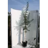 Glotnioji gudobelė - Crataegus laevigata PAULS SCARLET
