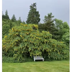 Medžiai ir krūmai internetu su pristatymu į namus visoje Lietuvoje