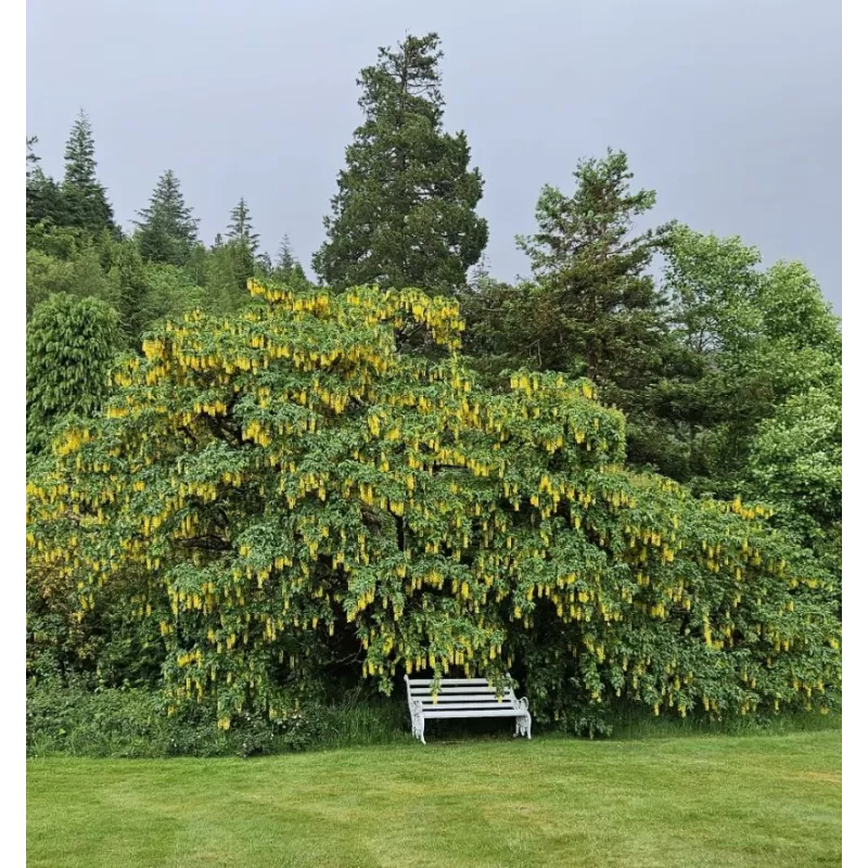 Alpinis pupmedis - Laburnum alpinum PENDULUM