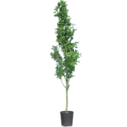 Alpinis pupmedis - Laburnum anagyroides YELLOW ROCKET