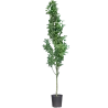 Alpinis pupmedis - Laburnum anagyroides YELLOW ROCKET