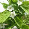 Baltažiedė šliandra - Mespilus germanica