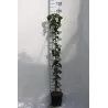 Baltažiedė šliandra - Mespilus germanica BREDASE REUS