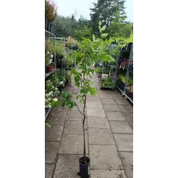 Paprastasis skroblas - Carpinus betulus FRANS FONTAINE