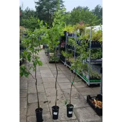 Paprastasis skroblas - Carpinus betulus FRANS FONTAINE