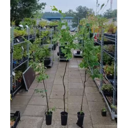 Carpinus betulus Frans Fontaine