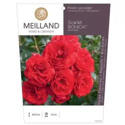 Rožių krūmai internetu