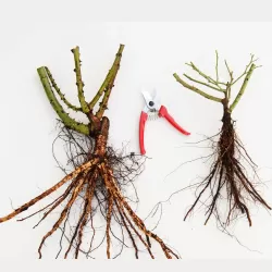 Rožių krūmai internetu