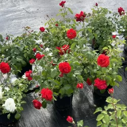 Rožių krūmai internetu