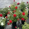 Rožė - Rosa SCARLET BONICA