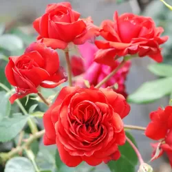 Rožė - Rosa SCARLET BONICA