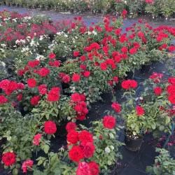 Rožių krūmai internetu