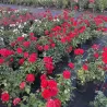 Rožė - Rosa SCARLET BONICA
