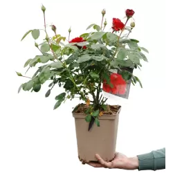 Rožių krūmai internetu