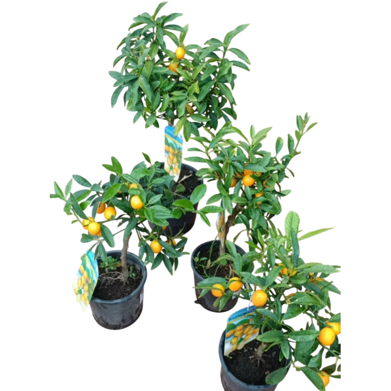 Kinkanas - Citrus margarita KUMQUAT