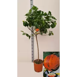 Citrus meyeri x sinensis RAINBOW ARCOBAL