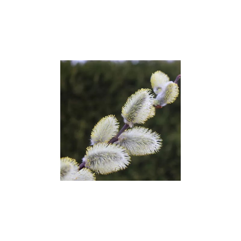 Blindžių Kilmarnok sodinukai su pristatymu į namus