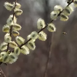 Blindžių Kilmarnok sodinukai su pristatymu į namus
