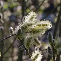Blindžių Kilmarnok sodinukai su pristatymu į namus