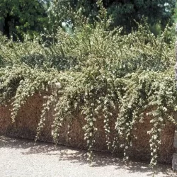 Cotoneaster horizontalis