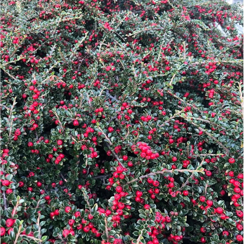 Cotoneaster horizontalis