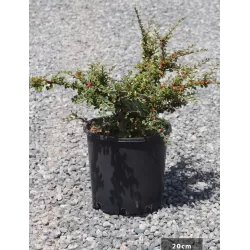 Gulsčiasis kaulenis - Cotoneaster horizontalis