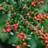 Gulsčiasis kaulenis - Cotoneaster horizontalis