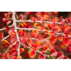 Gulsčiasis kaulenis - Cotoneaster horizontalis
