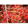 Gulsčiasis kaulenis - Cotoneaster horizontalis