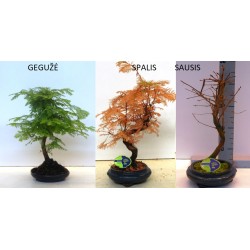 Bonsai medeliai internetu iš medelyno į jūsų namus Lietuvoje