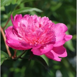Bijūnas - Paeonia lactiflora AMABILIS