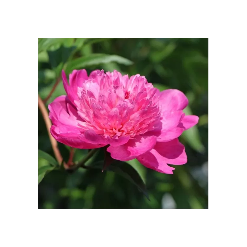 Paeonia lactiflora AMABILIS