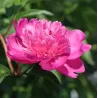 Paeonia lactiflora AMABILIS